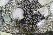 Steingarten / Trockenbiotop